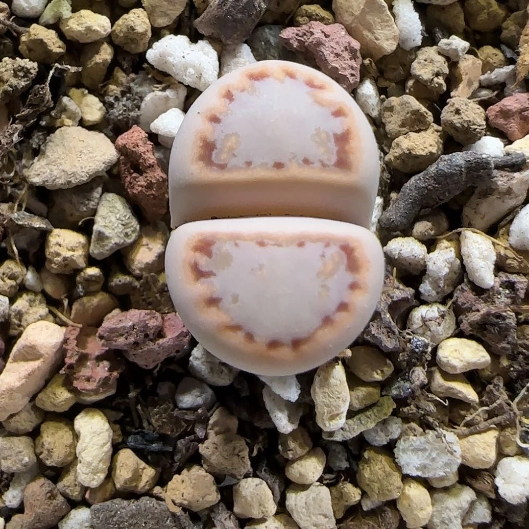 11.21。  c216饼干生石花。8003