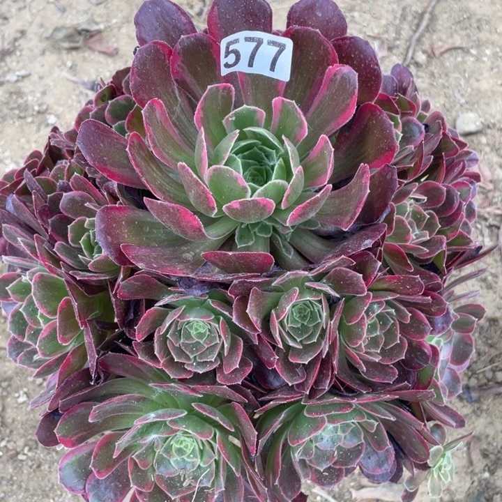 577多肉植物安娜