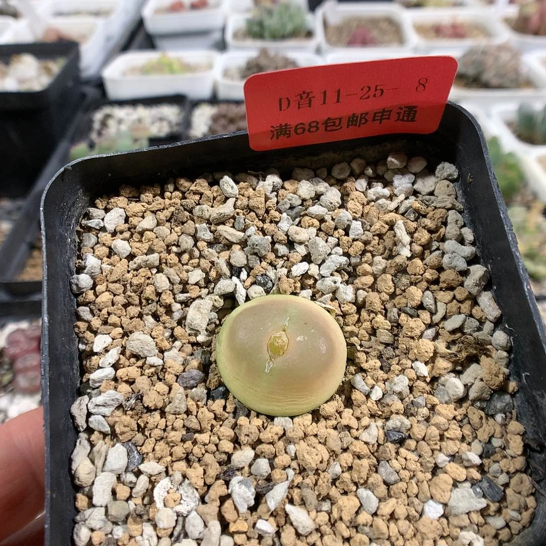11-25-8    小母本拉登