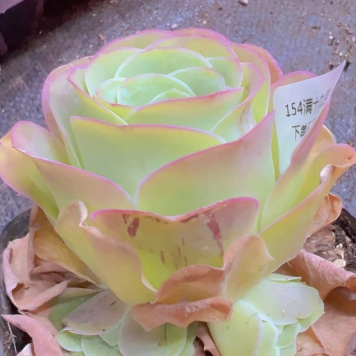 154 裸根不带土发货不包损