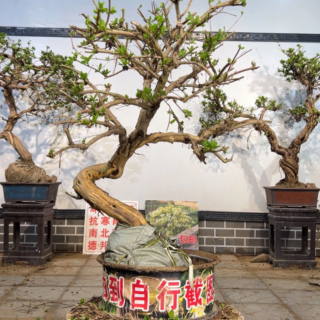 完全开放金银花8888