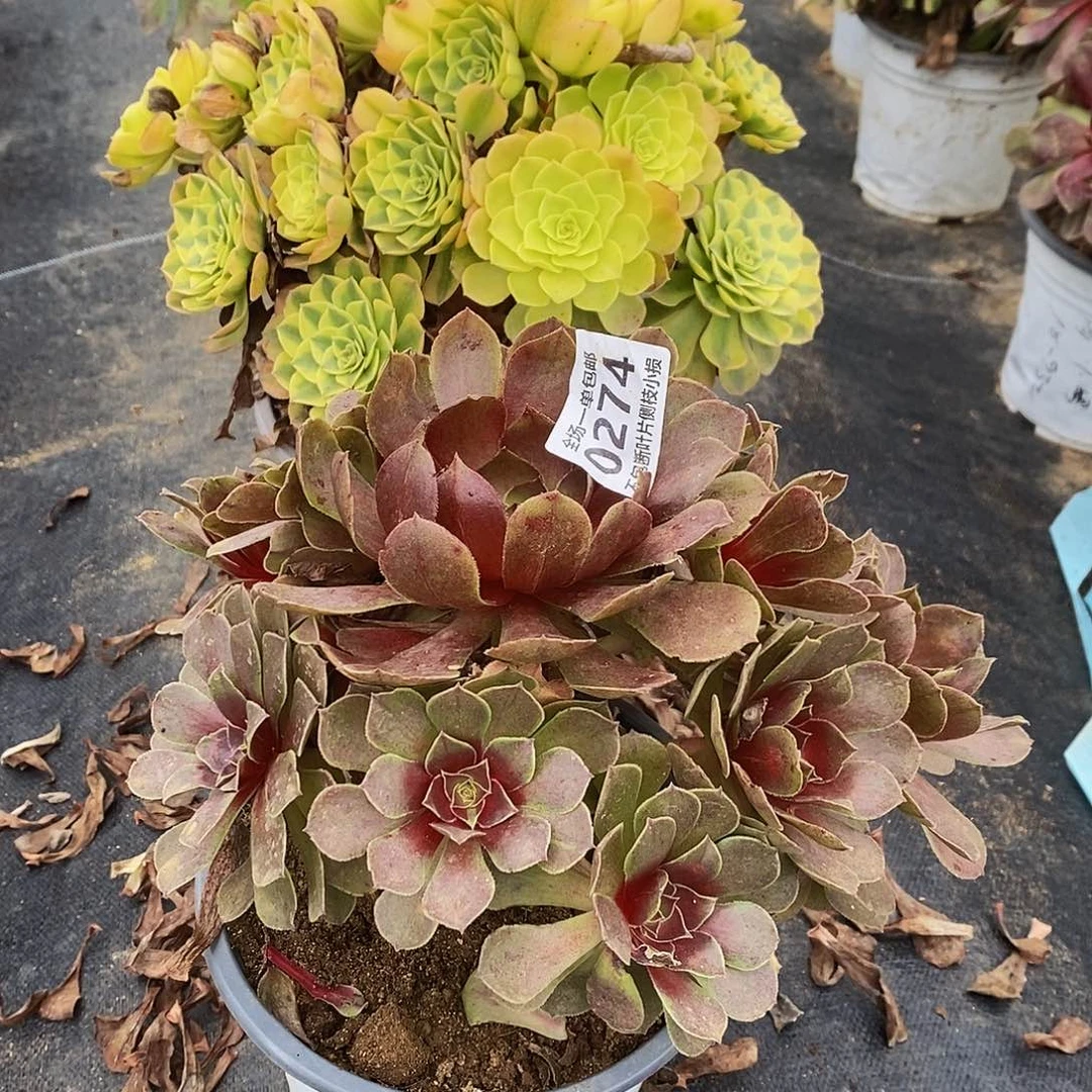 274红太阳多肉法师锦