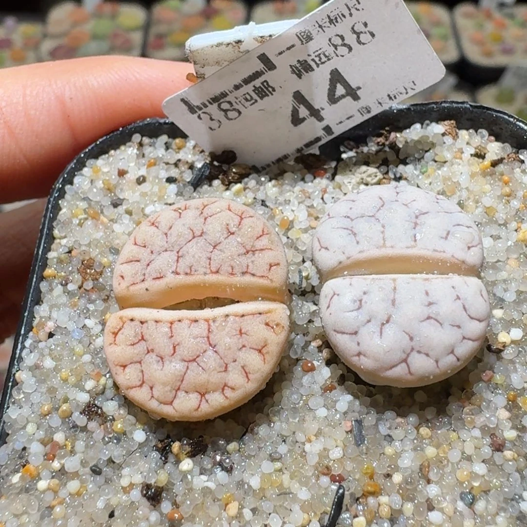 Sss精品清仓价44荒