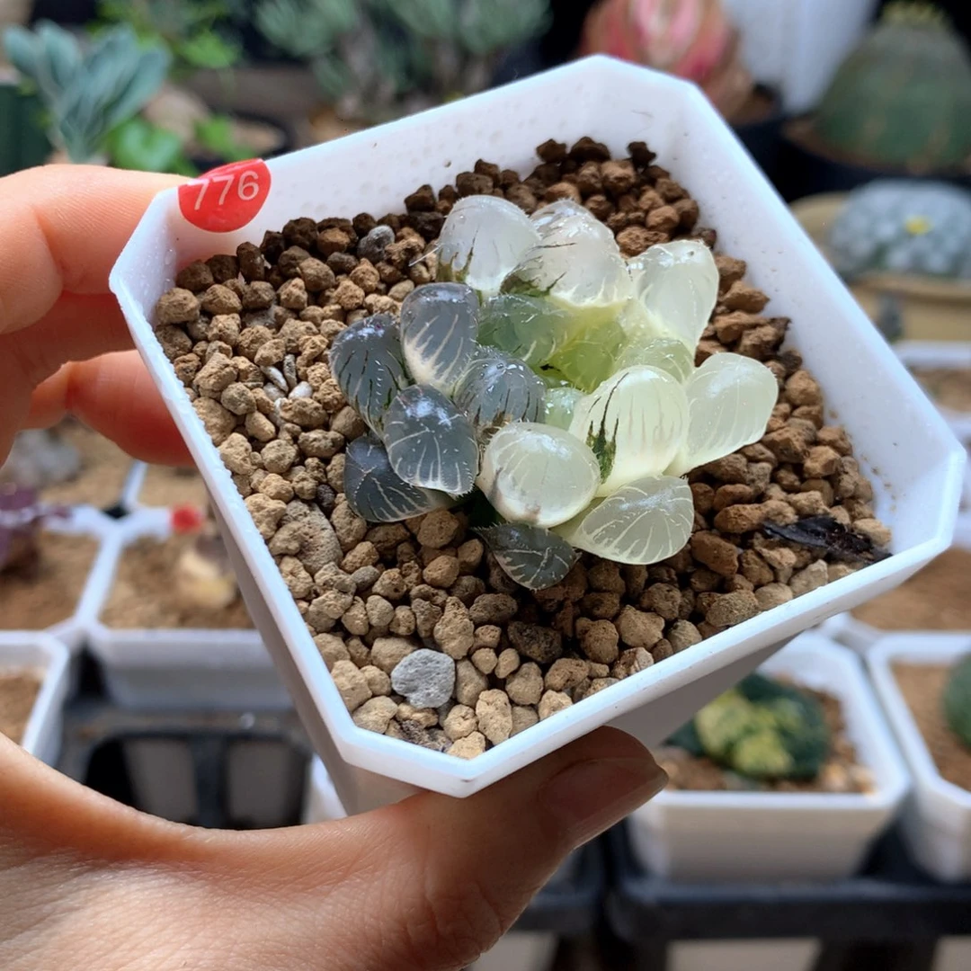 冰灯玉露锦多肉带盆776