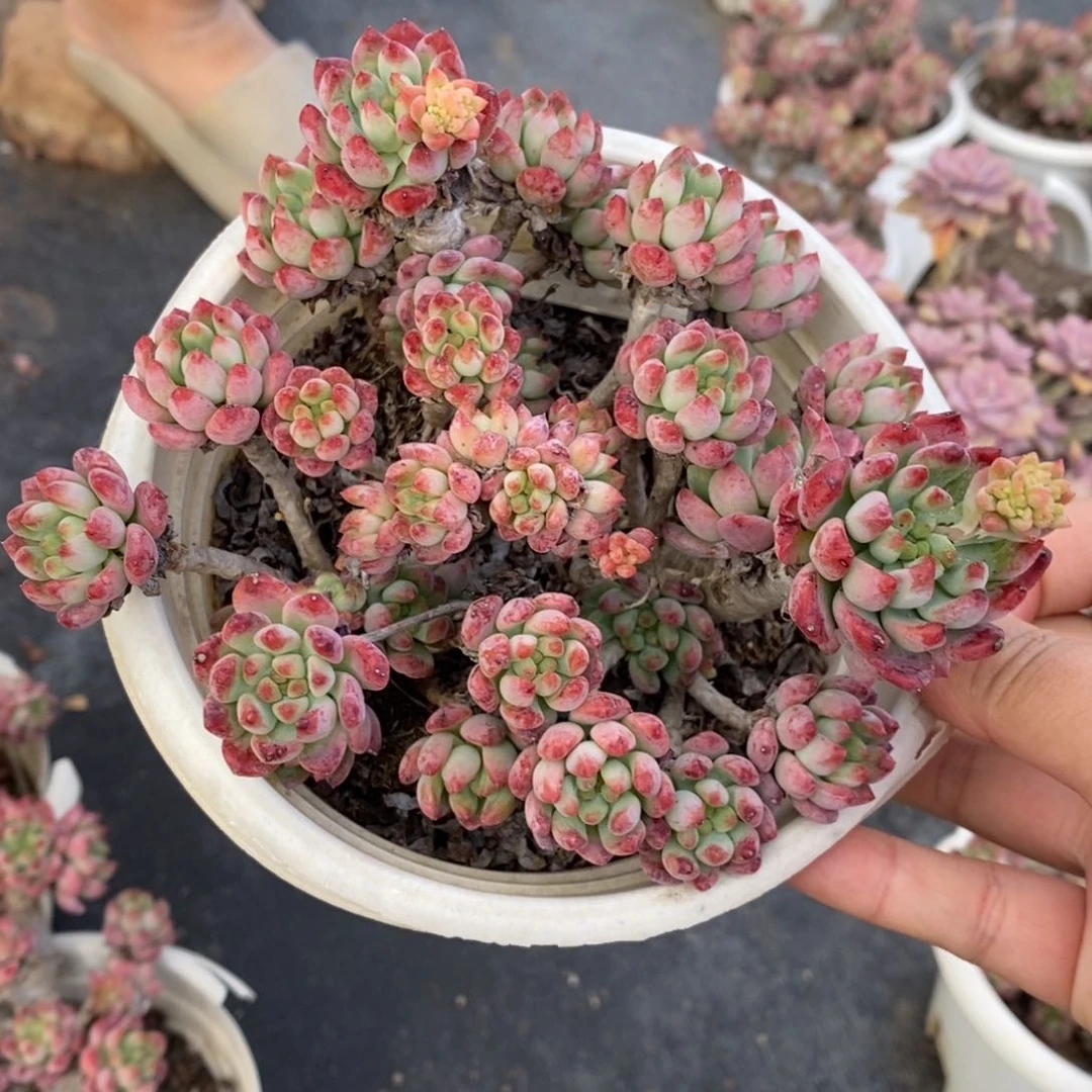 蓝苹果整桩整群老桩