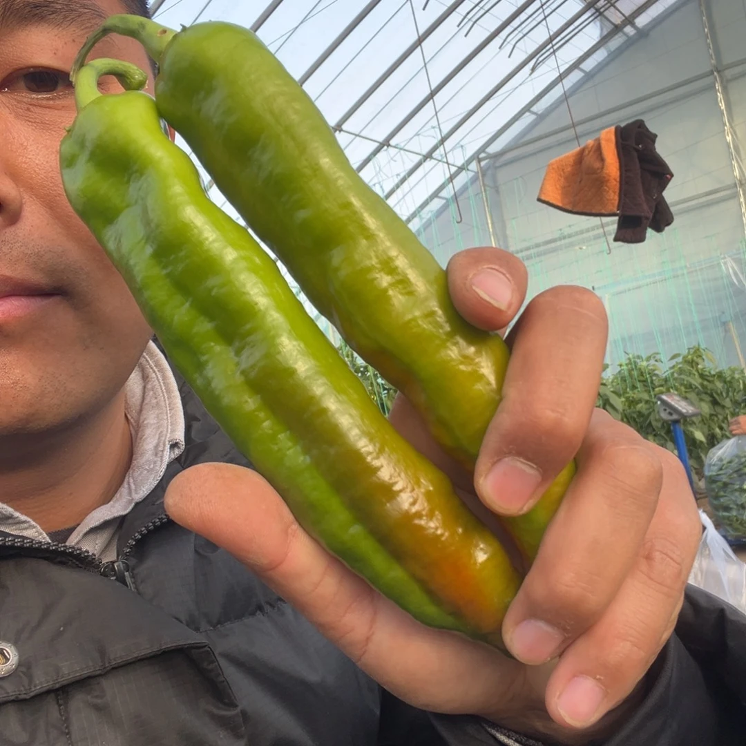 中国大陆不辣的辣椒