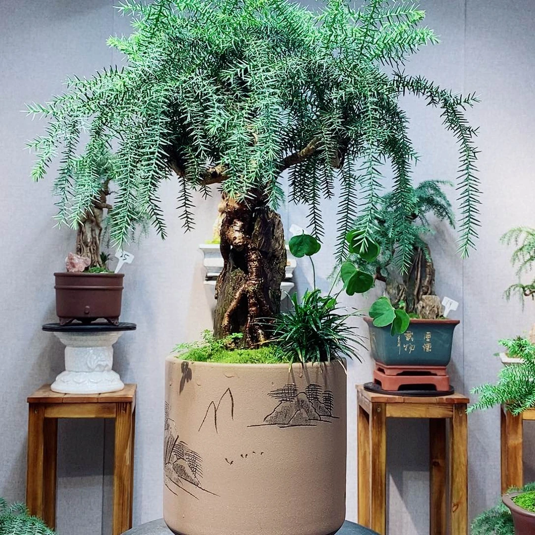 @***@无花朵澳洲杉1111