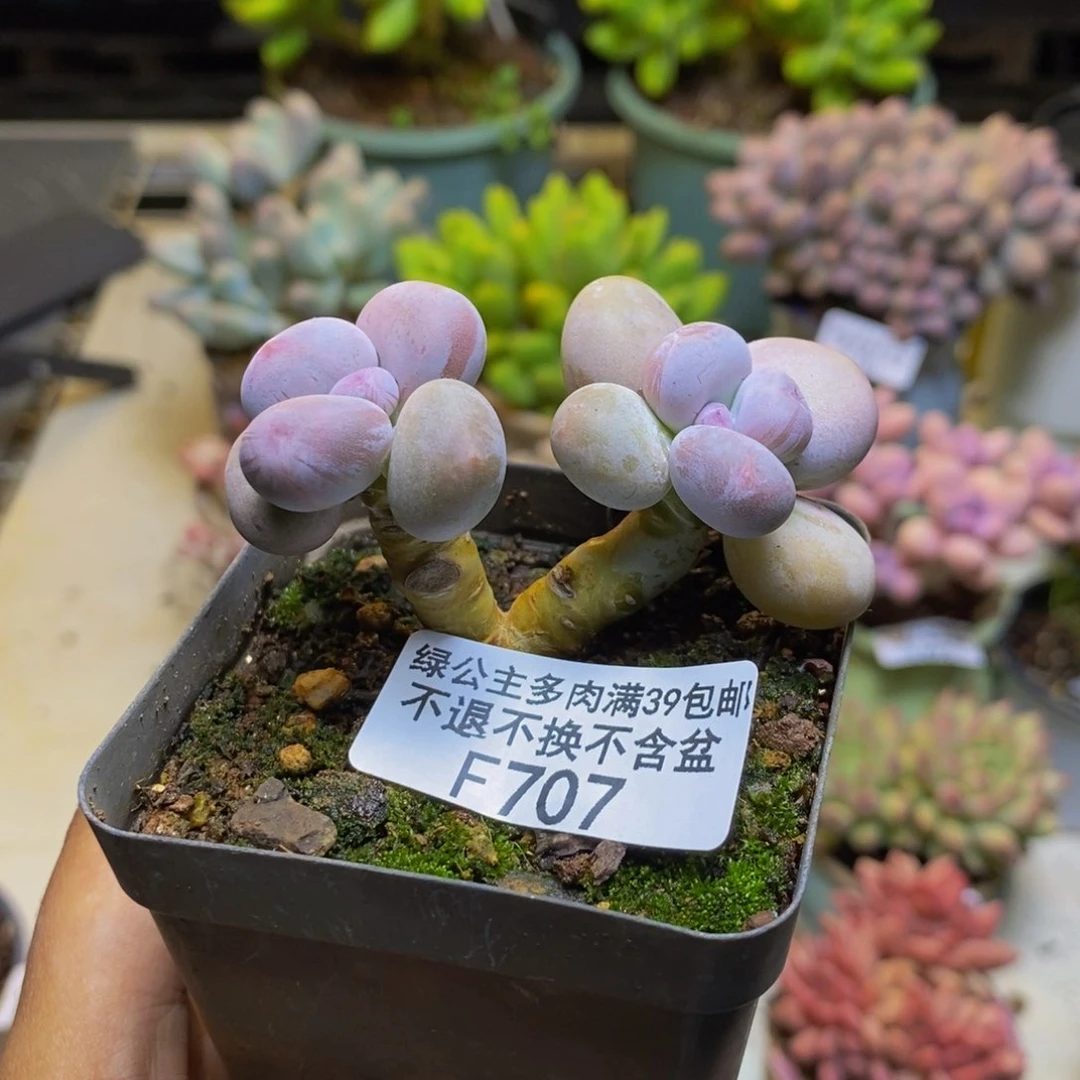 707蛋黄奶多肉6cm
