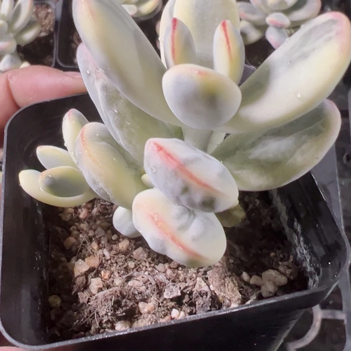 乒乓福娘锦精品多肉