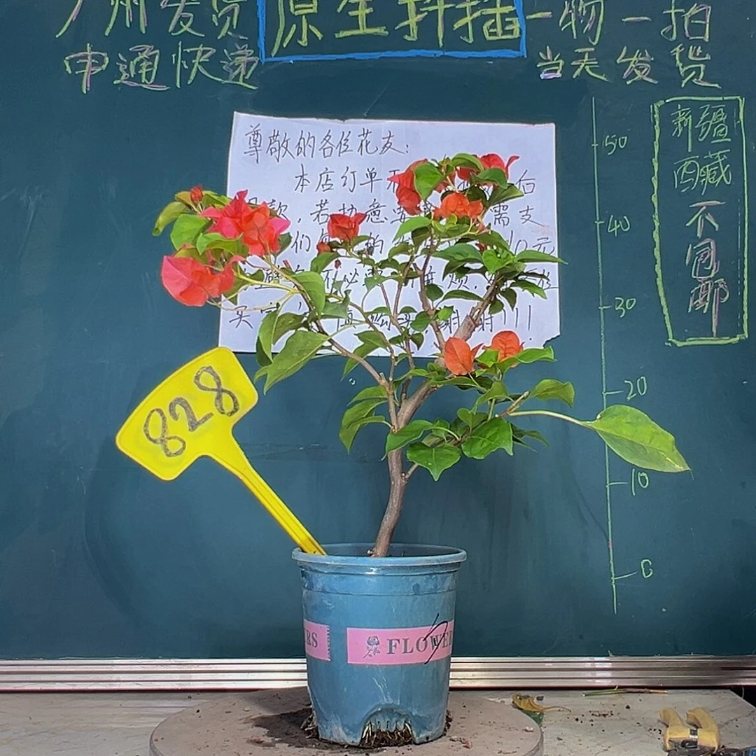 当前无花栽培后可以开花暗斑夕阳红 828