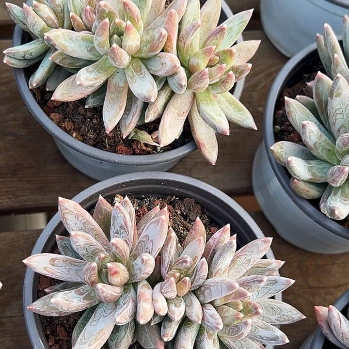 团025     多头  炫彩星