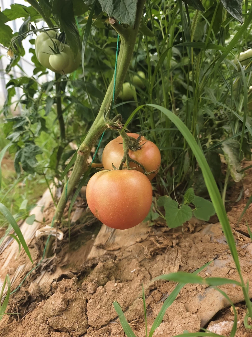 【大辉专属】【包邮】自然熟沙瓤多汁西红柿可生吃炒菜的水果番茄