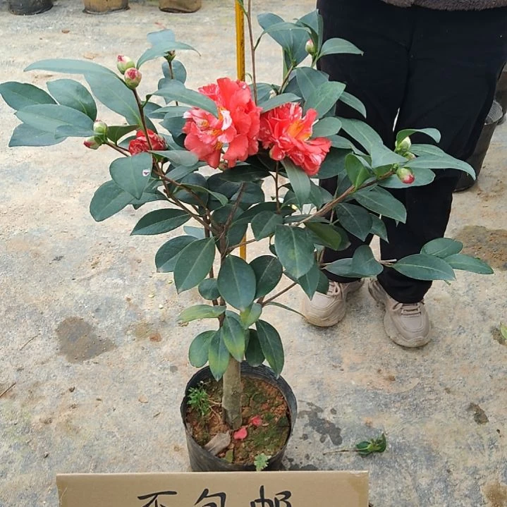 全部花苞红天香云不包邮