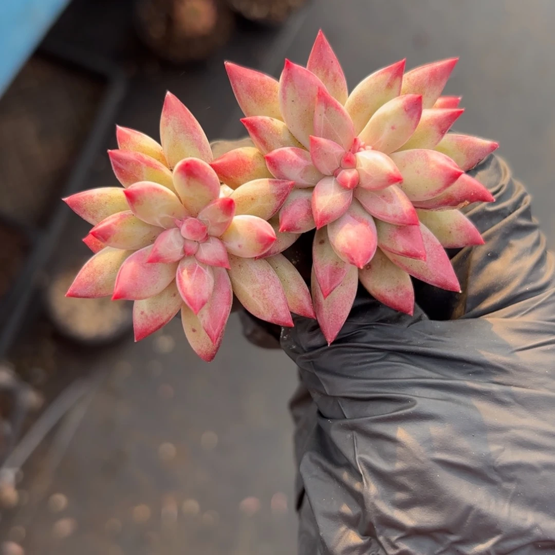 李*李平肉肉肉肉肉肉