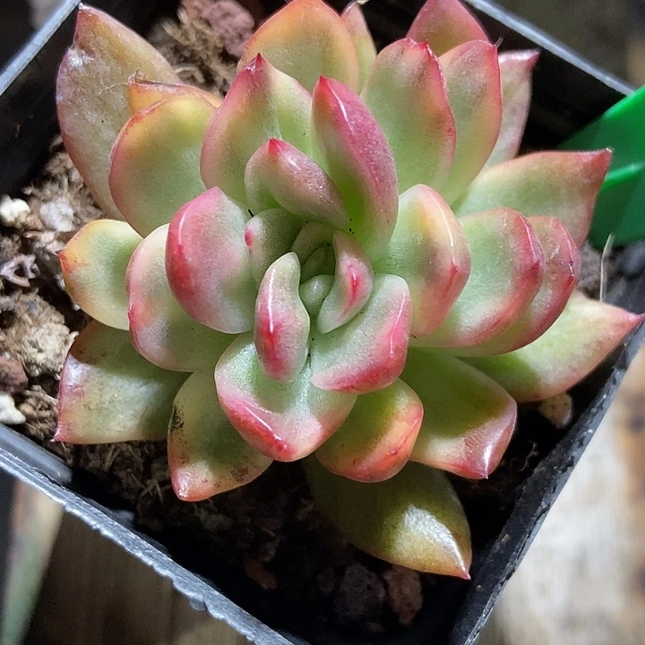 多肉植物水晶珍妮锦919多肉