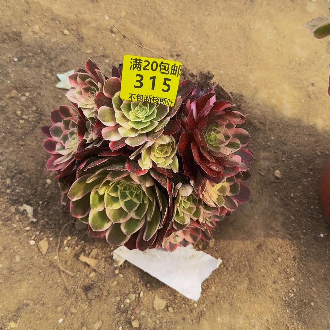 1***5315颜如玉多肉法师的