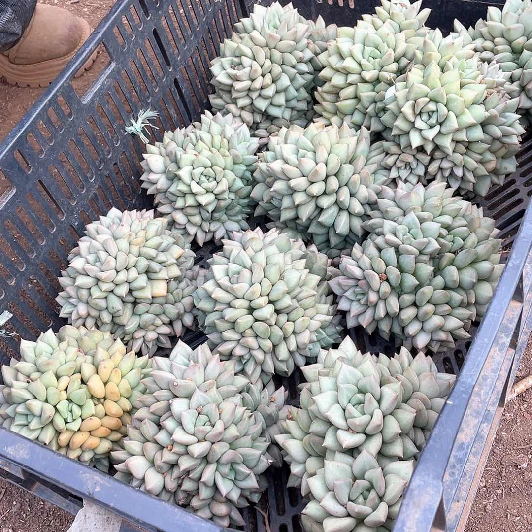 黄金象牙24.8米 量拍多肉