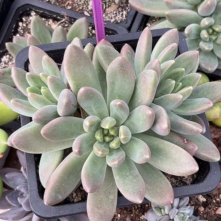 橙色奇迹一物一拍834