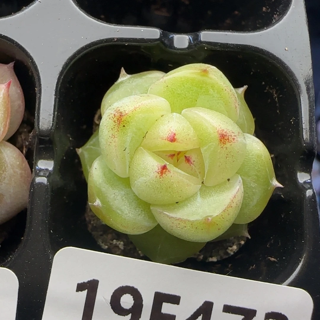 【满29包邮非偏远】473包子珍妮