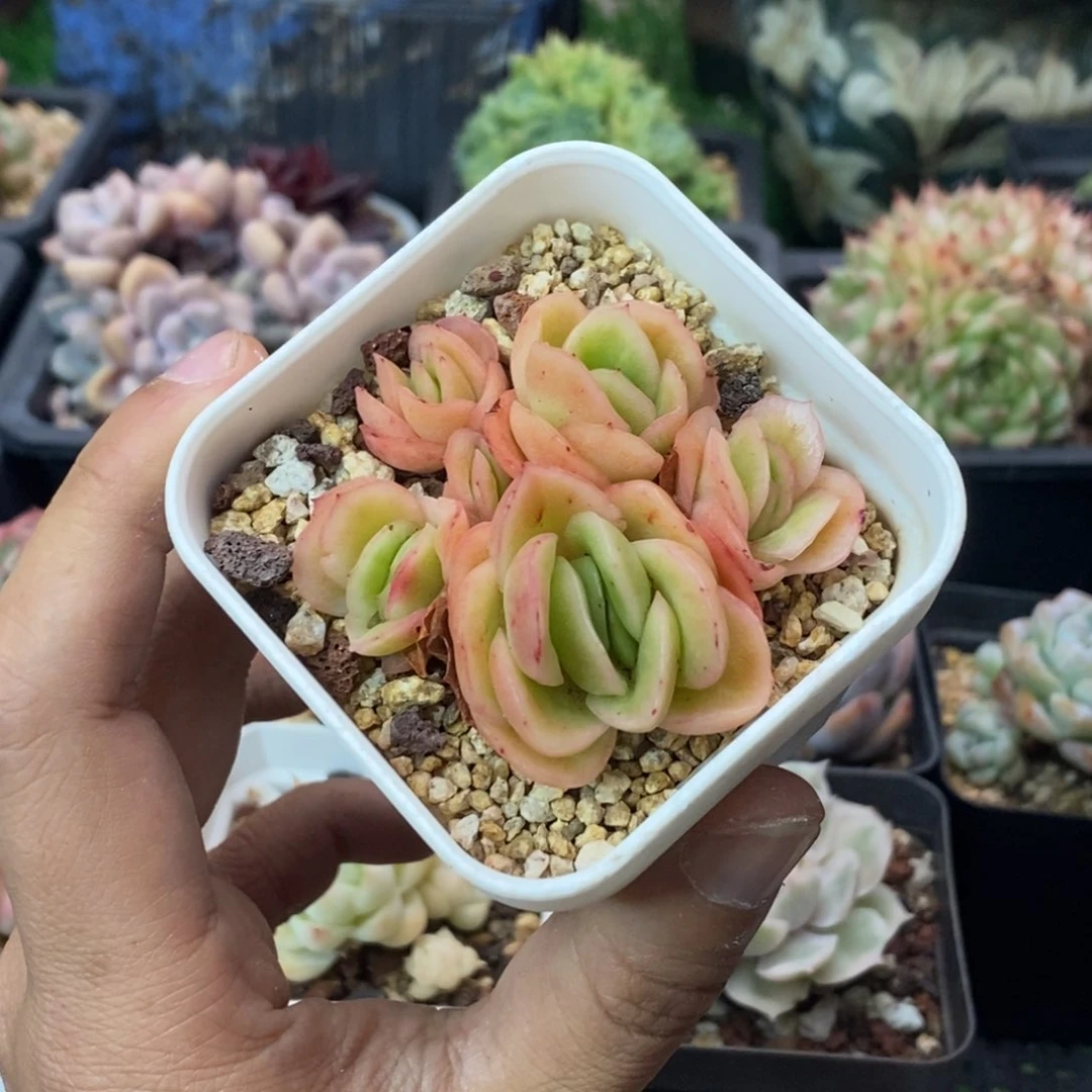 冰玫瑰锦小群一物一拍
