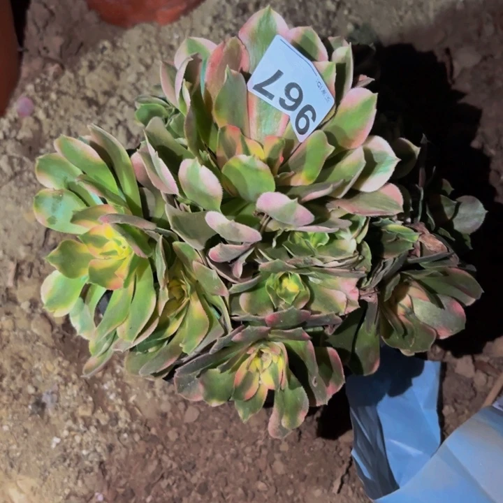 967香妃多肉植物不售后