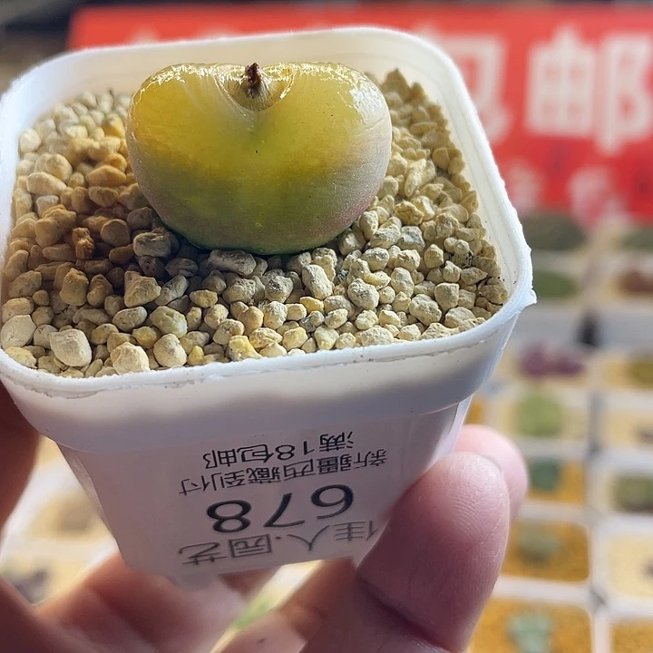 佳人园艺多肉生石花水蜜桃678