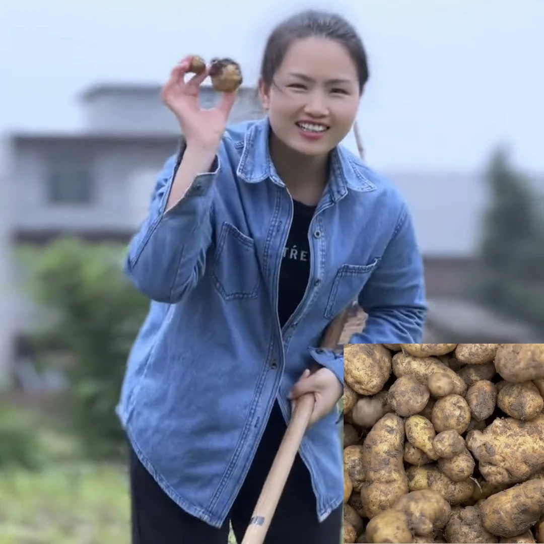 湖南茶陵农家新鲜土豆老品种小土豆