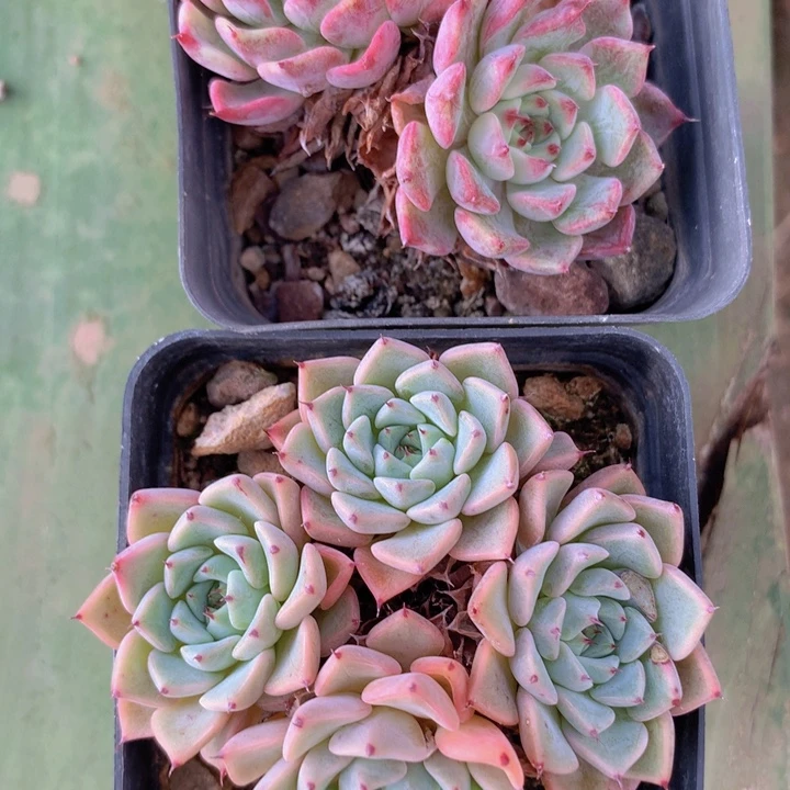 啥逻辑牡丹黄紫两颗一组