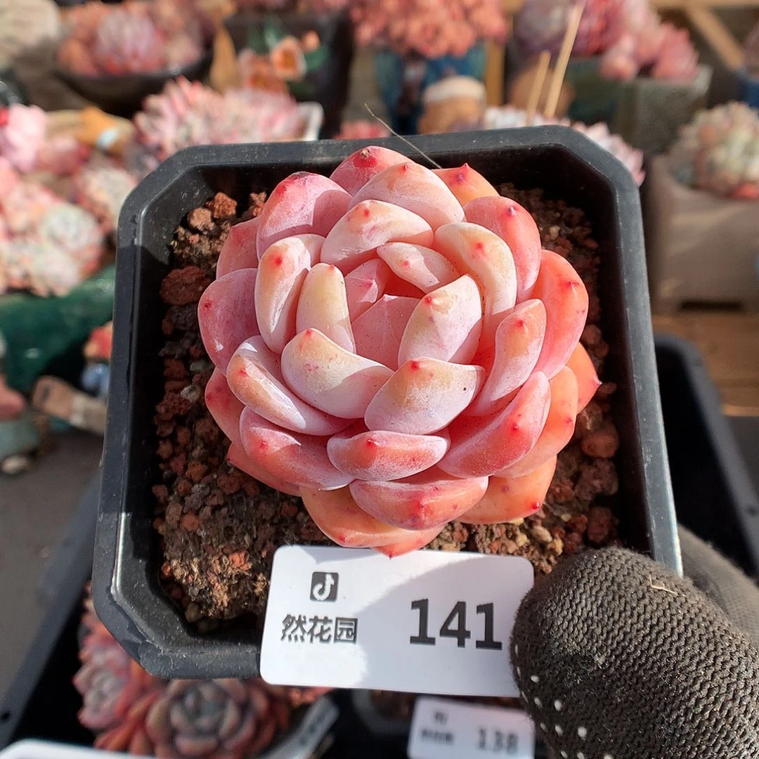 141雪天使多肉植物6666