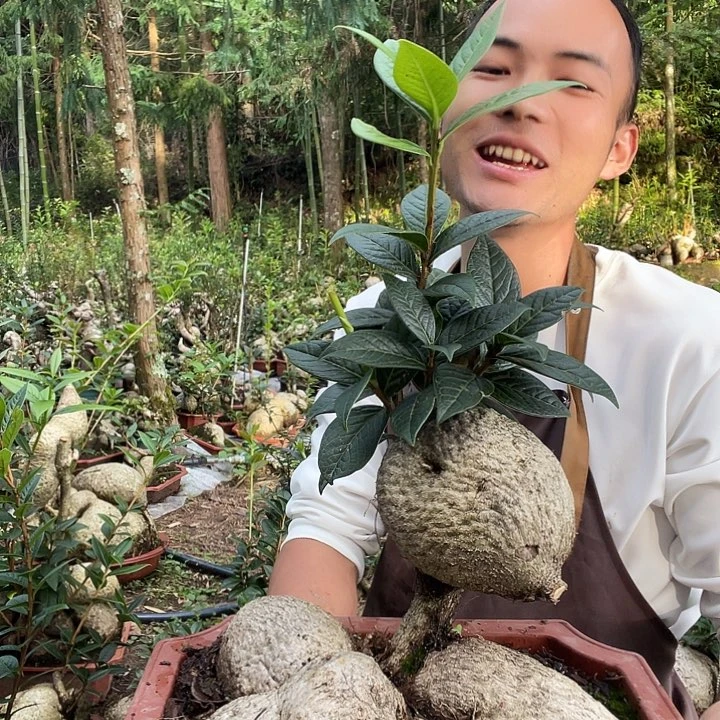 无花朵我也不知道我为什么要