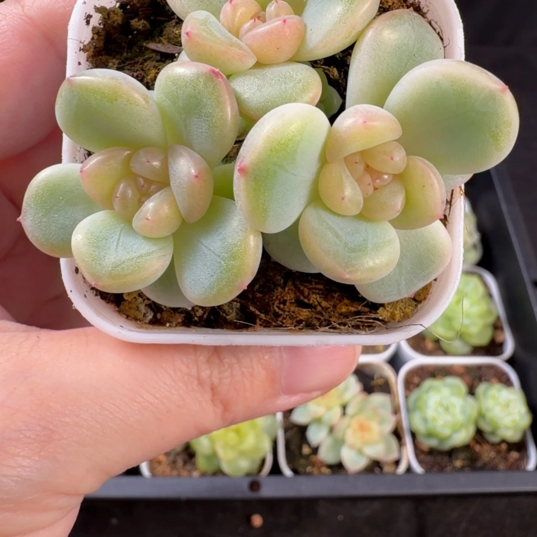 甜心322三头群83号