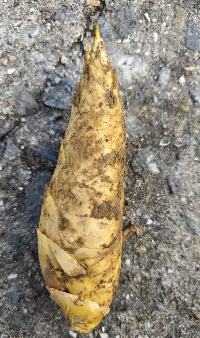 新鲜现挖冬笋 包邮