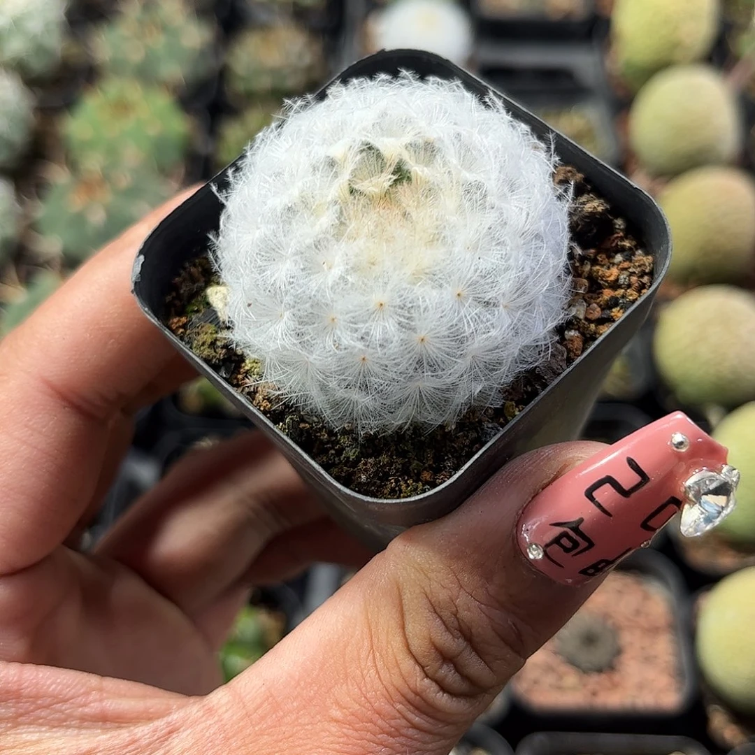 白星单头发货单头发货