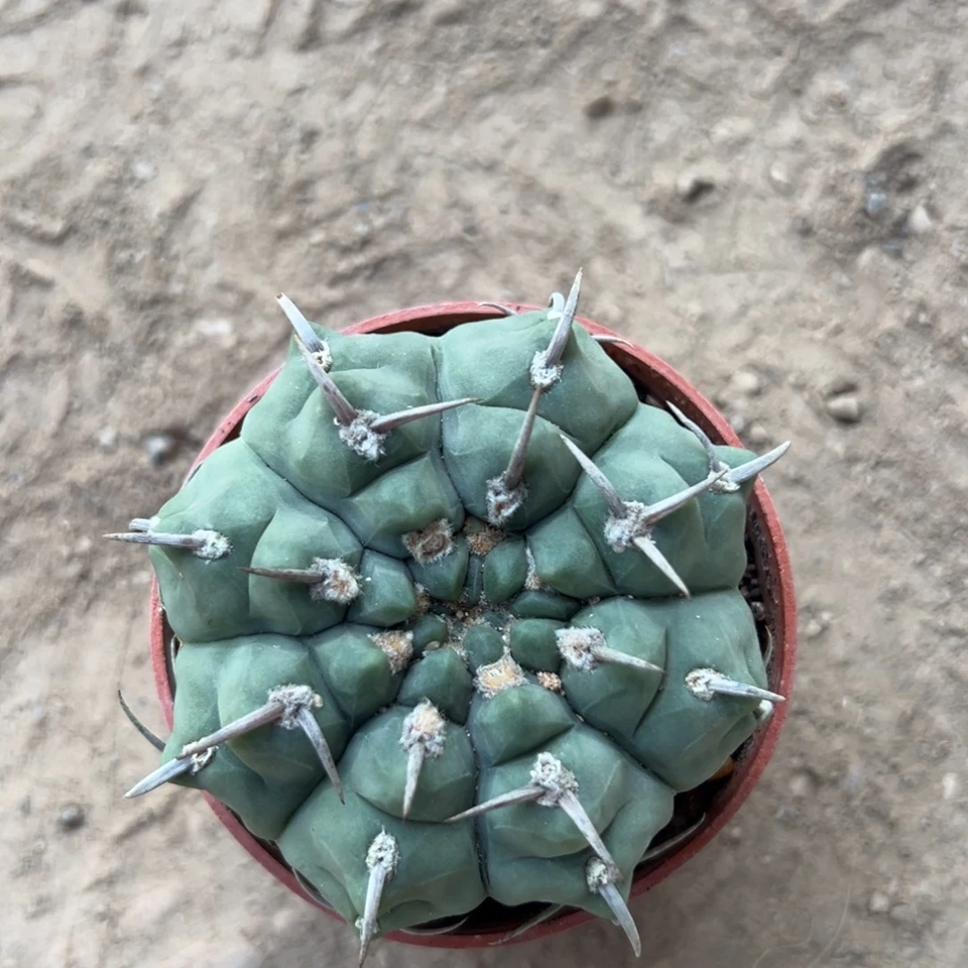 青***水零零落落 零零落落