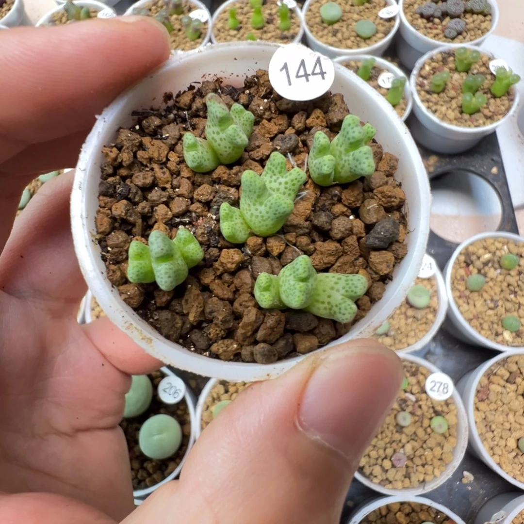 鹿角斑马一颗脱土144000