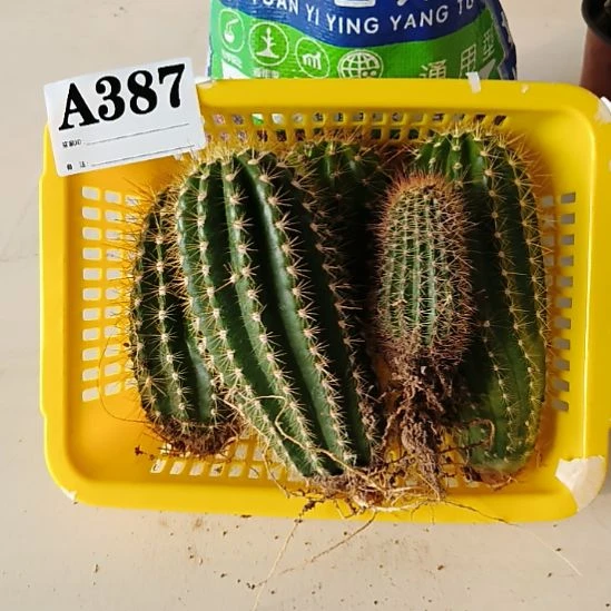 当前无花栽培后可以开花387