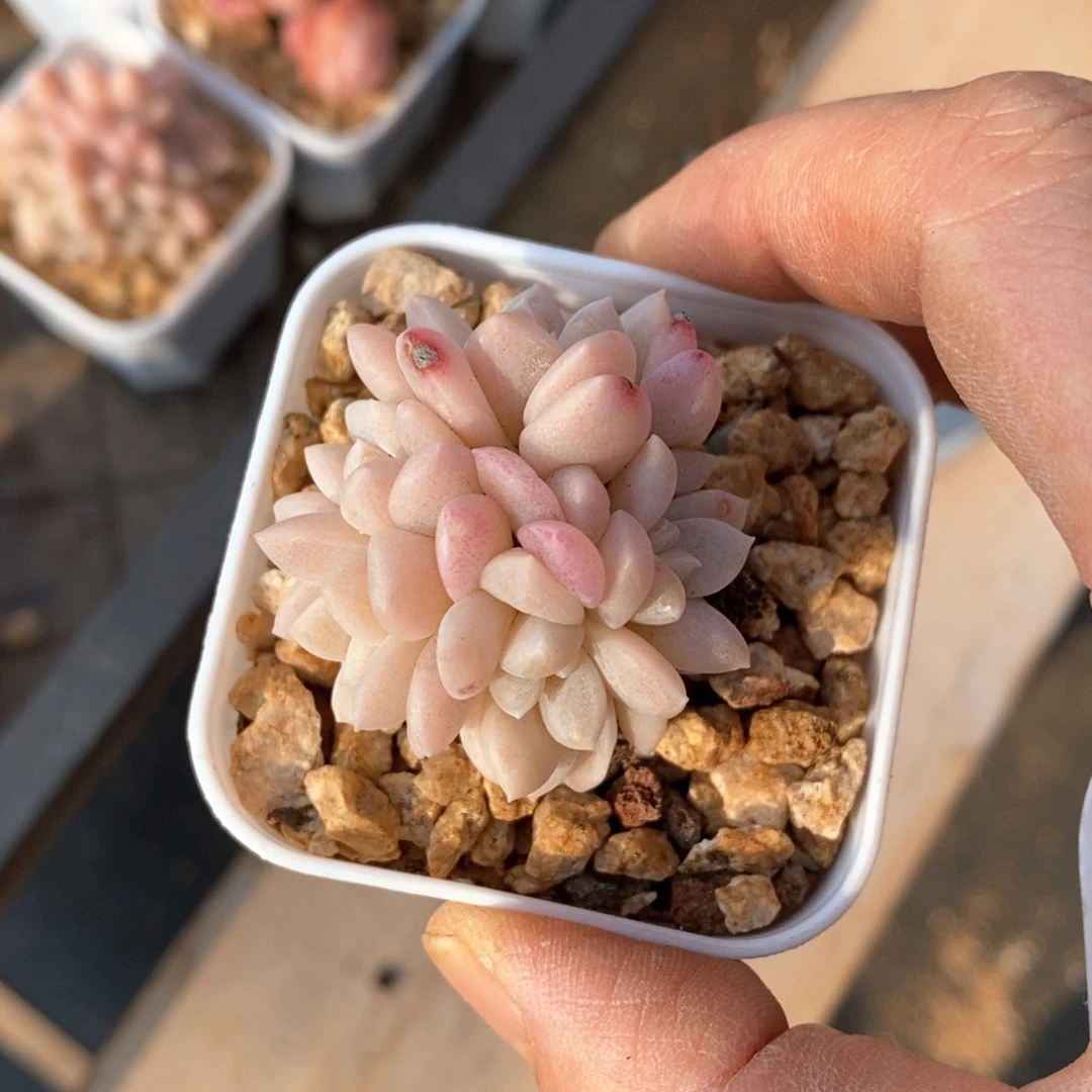 精品多肉一物一拍不包整157