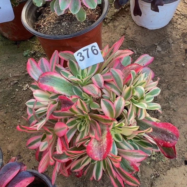 376美杜莎绣球多肉