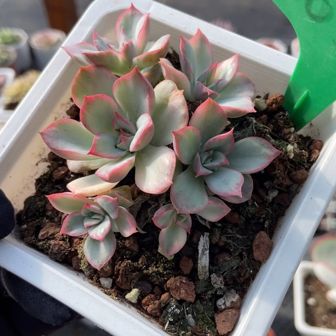 1653月光女神锦多肉植物