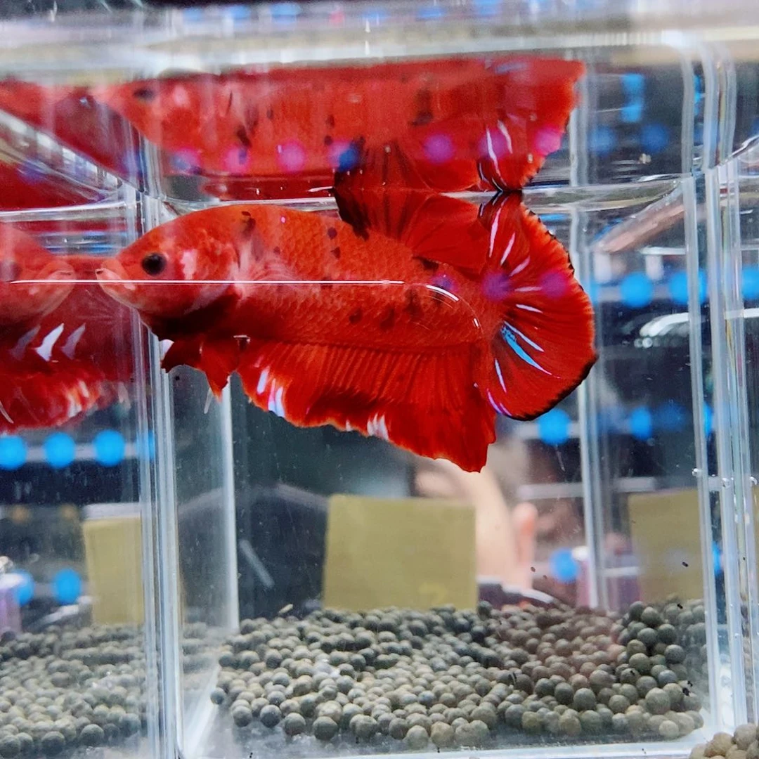 斗鱼ʚ**ɞ黑334号a a a a a