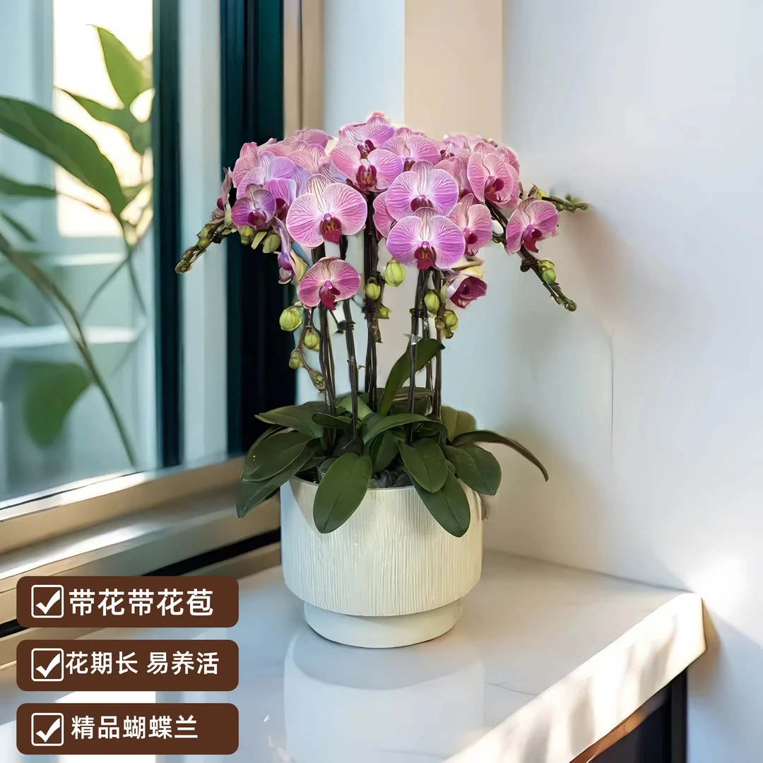 【旋律】精品蝴蝶兰 室内花卉 餐桌前台 送人送礼