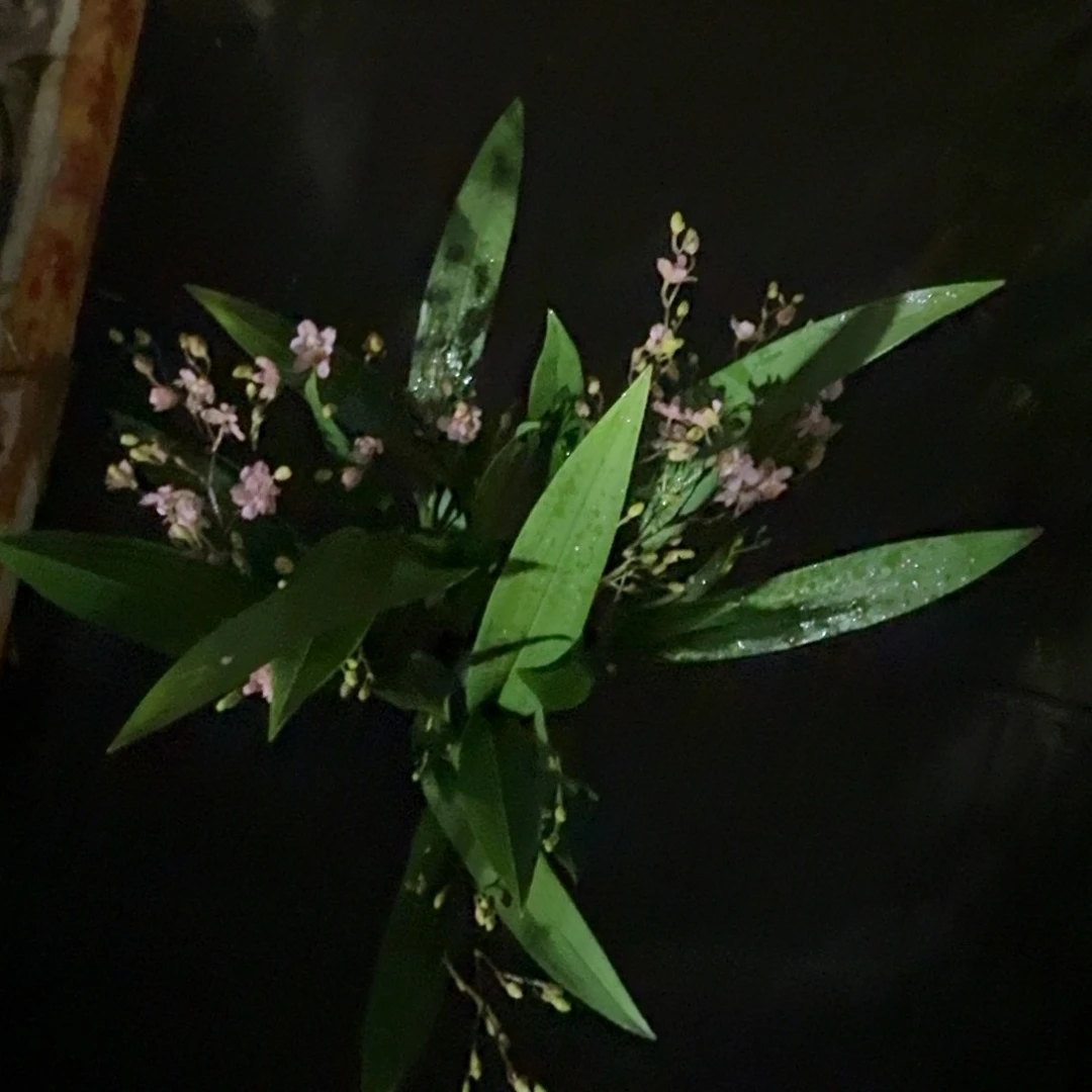 完全开放小颗温馨兰