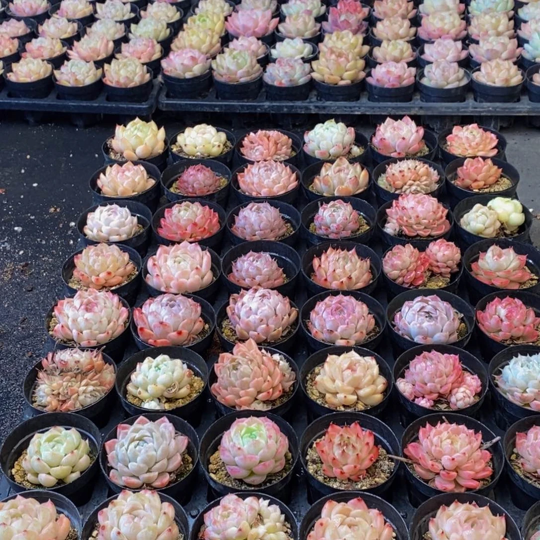 788多肉植物保护研究所所长