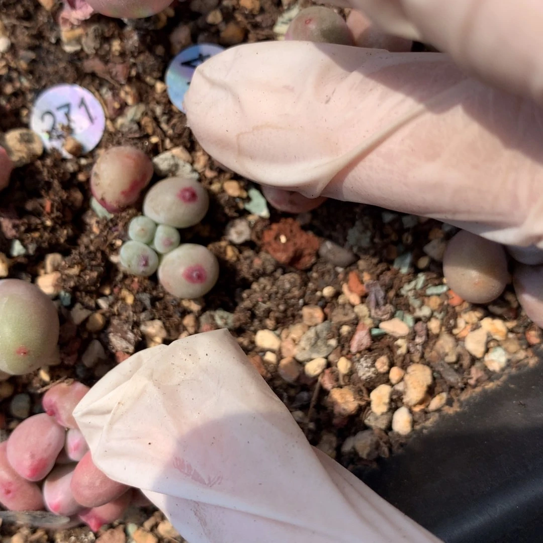 271 仙子奶酪多肉仙子