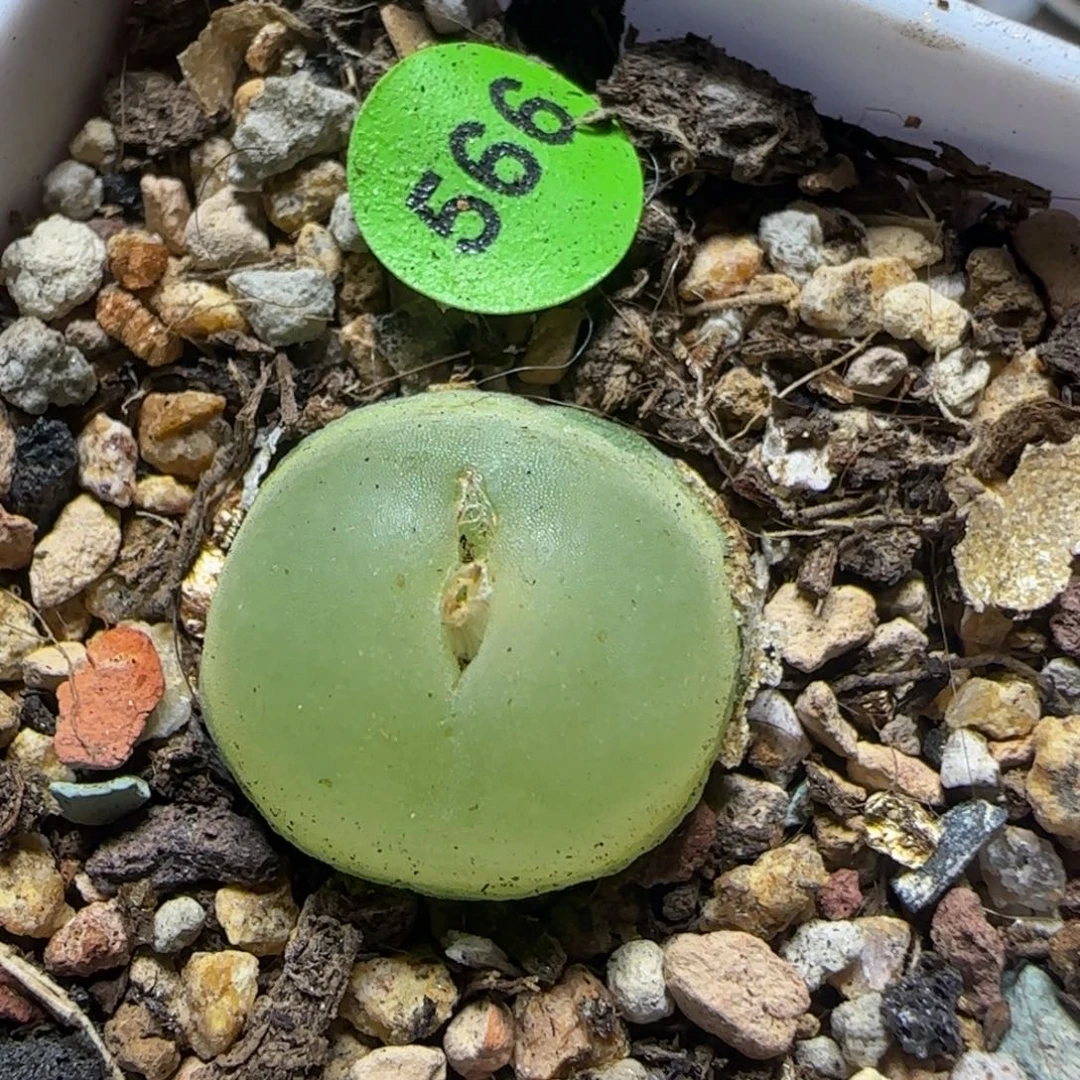 拉登1.6+多肉植物566