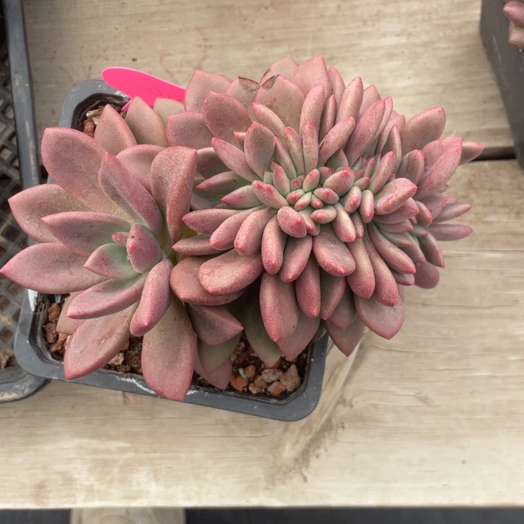 桃花源缀化小树缀