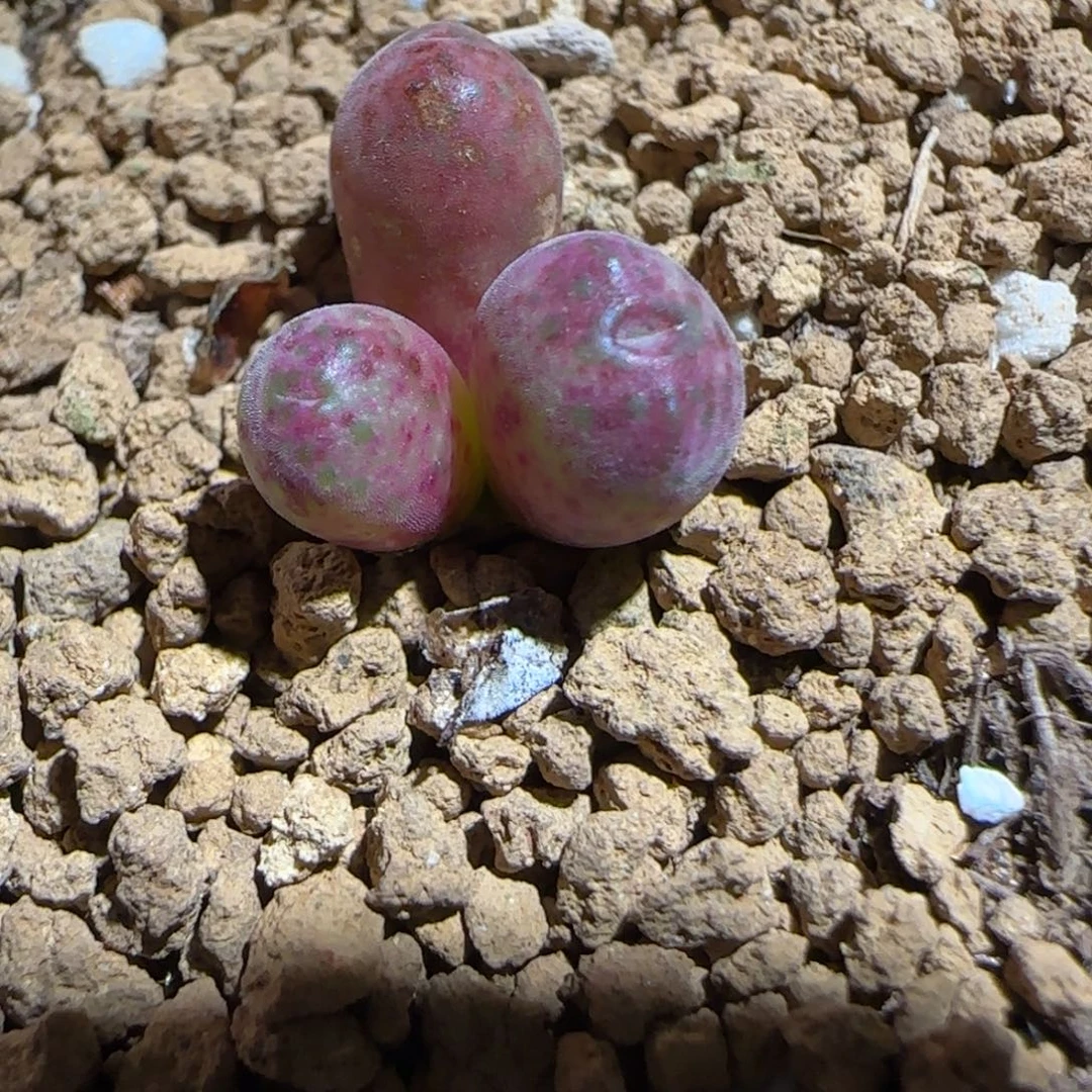 肉锥多肉植物组合-杂交斑马有疤648