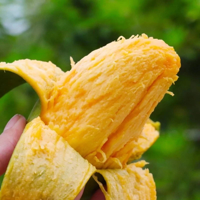 正宗广西百色桂7芒果农家肥种植带花皮桂7果