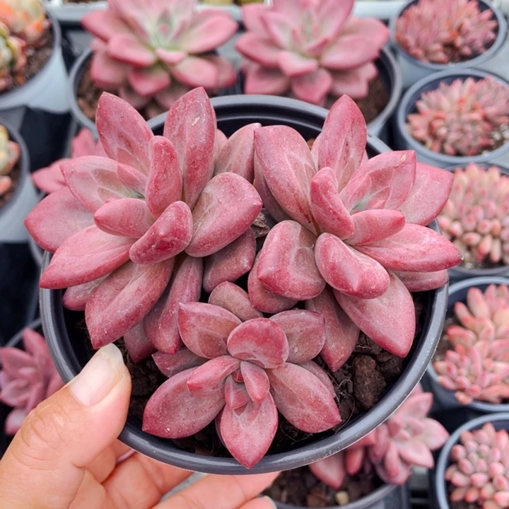 赫菲斯托99999999888888