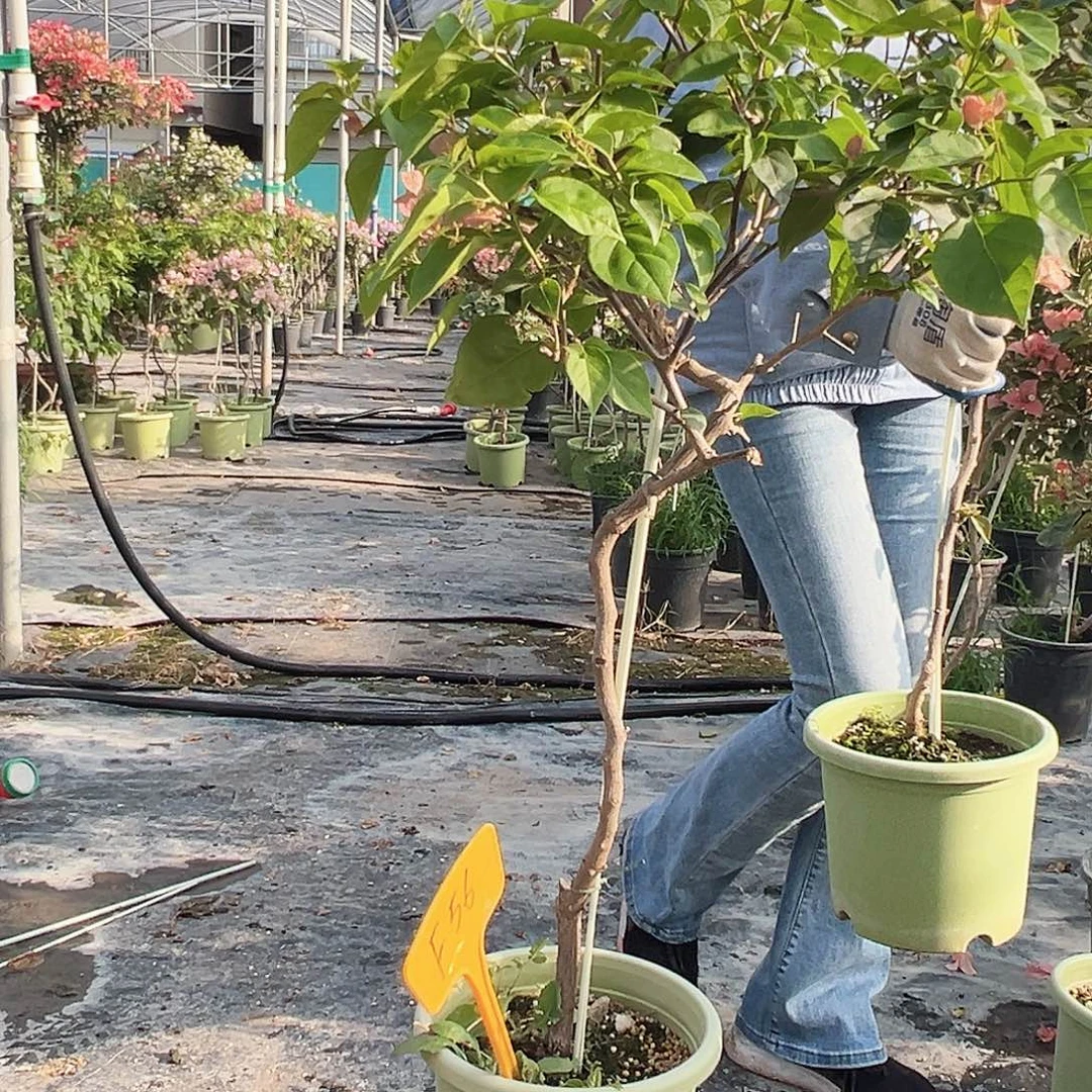 艳****大部分花苞少量开放F56橙粉公主